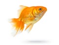 Gold Fish Isolated On White Ba...