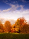 Golden Fall Trees In Evening S...