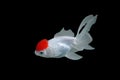 Goldfish on black background Stock Photography
