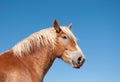 Gorgeous Belgian Draft horse