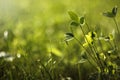Grass