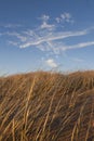 Grass On Dues