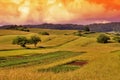 Grass Field Sunset Landscape