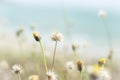 Grass Flowers