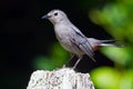 Gray Catbird