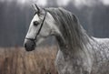 Gray horse autumn