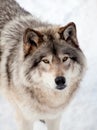 Gray Wolf in the Snow Looking up at the Camera