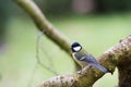 Great Tit In Nature