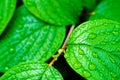 Green Bright Leaves With Rain ...