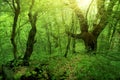 Green Forest