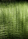 Green Forest Nature Horsetai B...