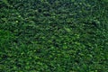 Green Garden Hedge