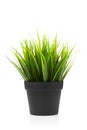 Green Grass In Black Pot