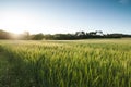 Green Landscape