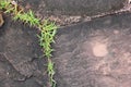 Green Grass And Stones In Nature