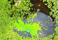 Green Lotus Leaf In Nature.