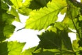 The Green Nature