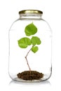 Green Plant Grow Inside Glass...