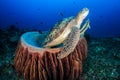 Green Sea Turtle with Remora swims out from a barrel sponge