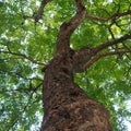 Green Trees In Forest. Nature ...