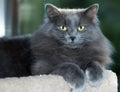 Grey Cat Lounging