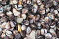 Group of sea shell live Royalty Free Stock Photography