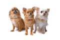 Group of three chihuahua dogs