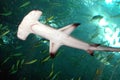 Hammerhead shark