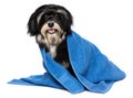 Happy Dry Havanese Puppy Dog A...