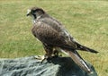 Harris Hawk