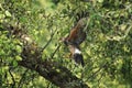 Harris hawk