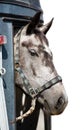 Head of grey horse in trailer