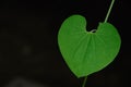 The Heart In Nature