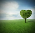 Heart Tree