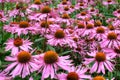 Helenium Flowers