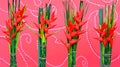Heliconia Flowers Background