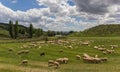 Herd of andalusian sheep grazing in a green meadow Royalty Free Stock Photography