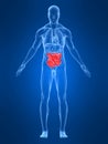 מעי רגיז Highlighted intestines Royalty Free Stock Images