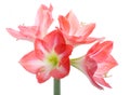 Hippeastrum Flower Bulbs Flowers