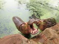 Hippo Portrait In The Nature