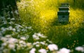 Hives In The Garden