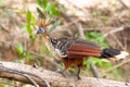Hoatzin Bird In Bolivia