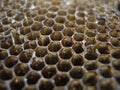 Honey Comb Macro