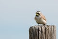 Horned Lark