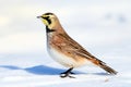 Horned Lark