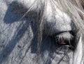 Horse Eye