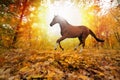 Horse In Fall Park