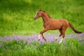Horse On Green Meadow