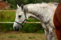 A Horse Head