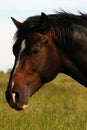 Horse Portrait